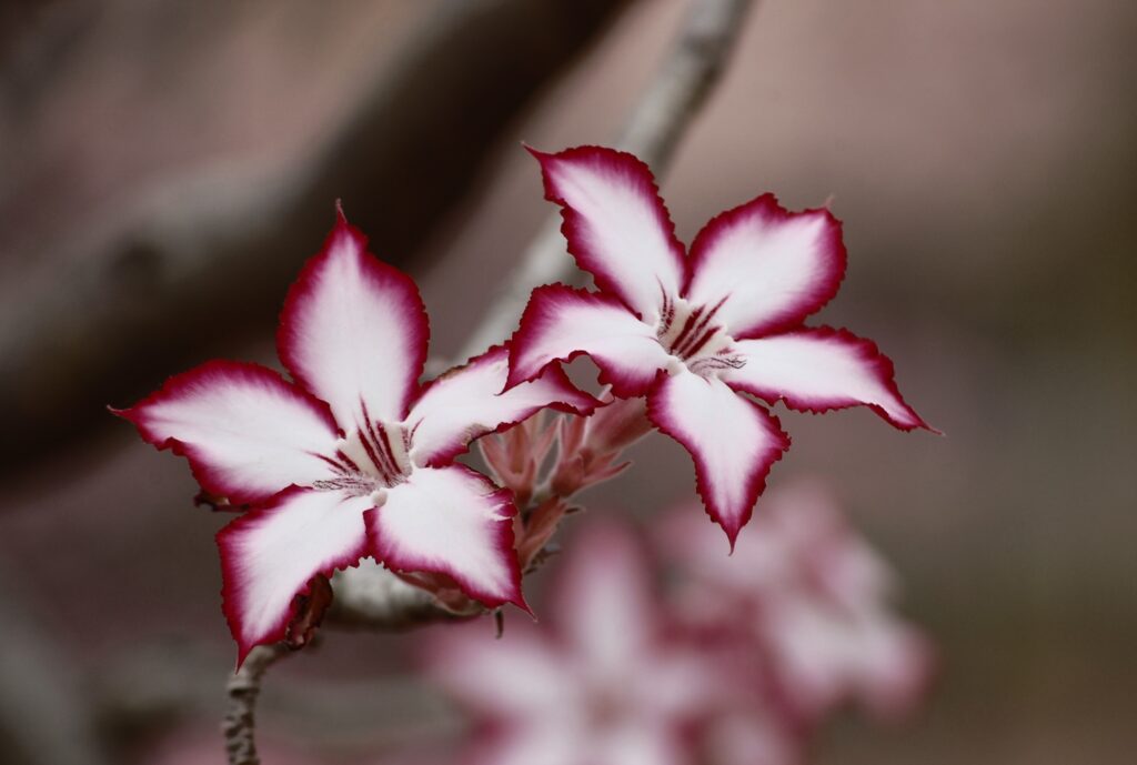 Elegant Adenium Multiflorum Wallpaper: Striking Red-Edged Petals