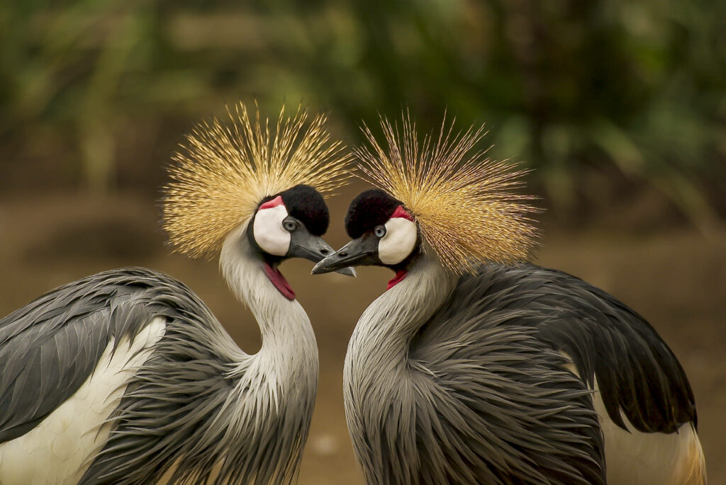 Elegant African Crowned Cranes Wallpaper with Golden Plumage