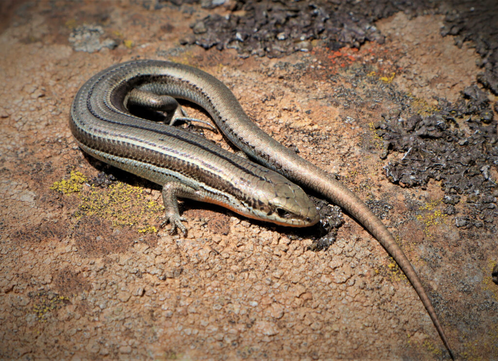 Alpine Brown Ground Skink Basking on Textured Earthy Wallpaper