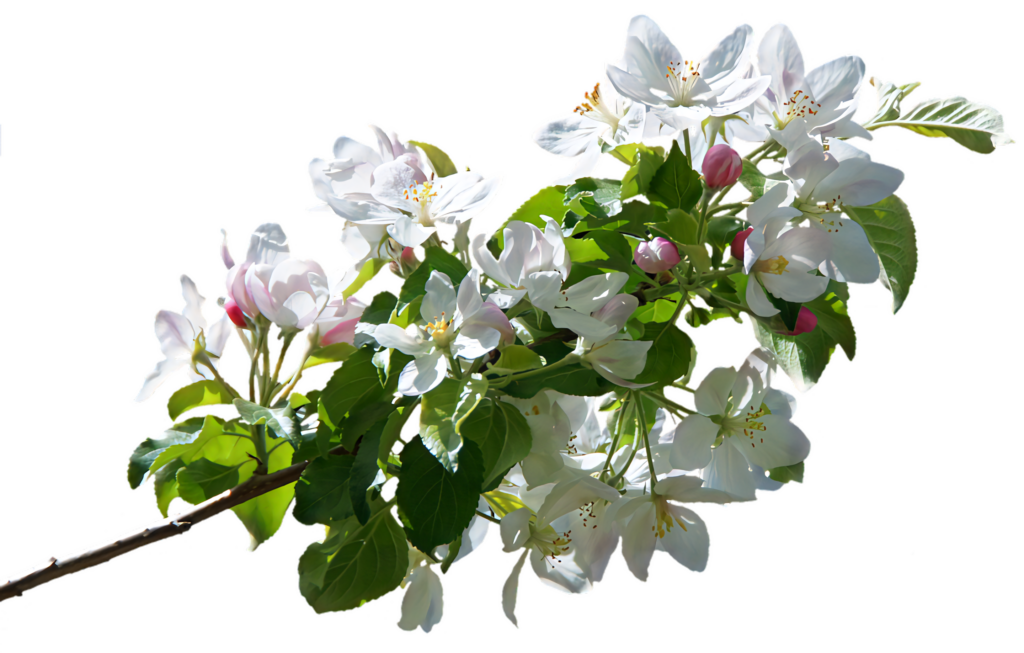 Elegant Apple Blossom Wallpaper: Fresh Spring Beauty Background