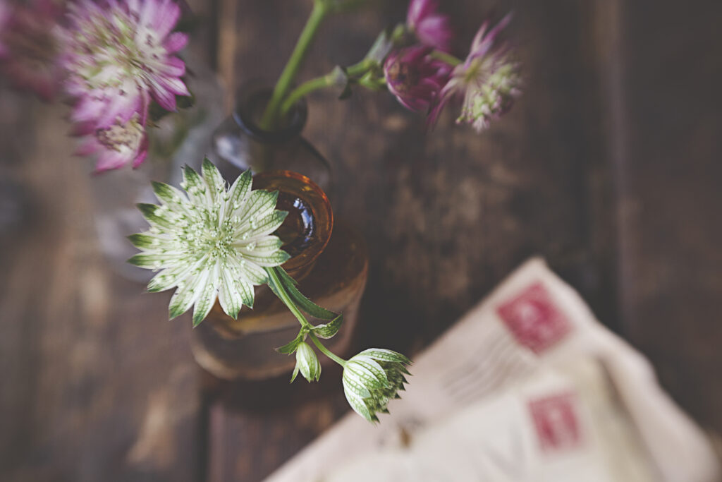 Elegant Astrantia Flowers in Vase: Serene Rustic Background Wallpaper