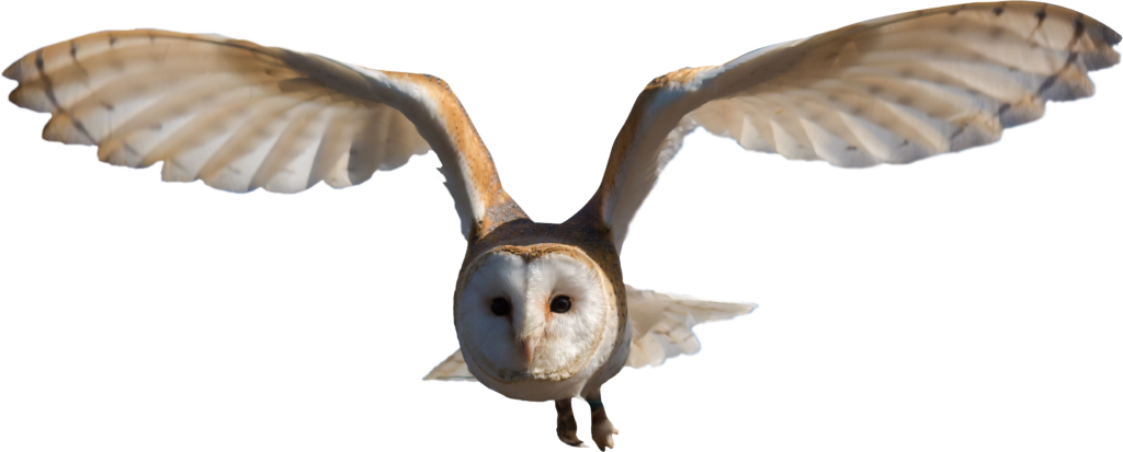 Barn Owl in Flight: Stunning Wallpaper with Feather Patterns