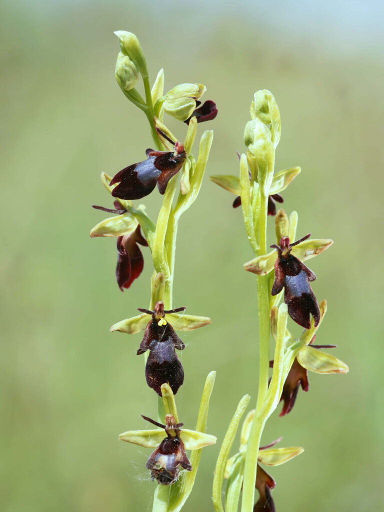 Elegant Bee Orchid Wallpaper with Soft Green Background