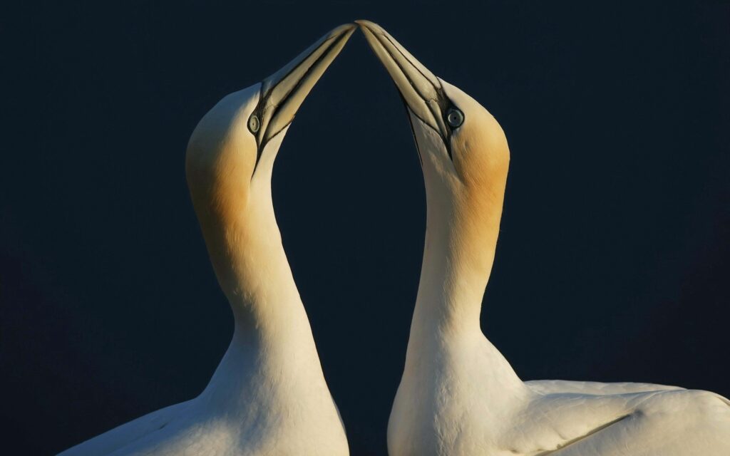 Elegant Bird Connection Wallpaper: Touching Beaks on Dark Background
