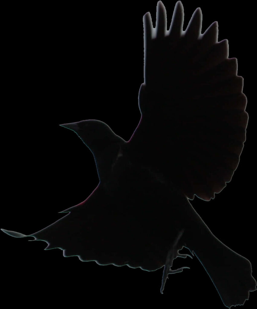 Elegant Bird Silhouette Wallpaper on Dark Background