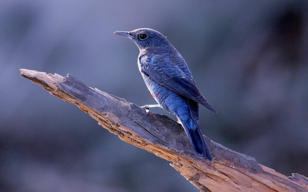 Elegant Bird on Tree Trunk: Serene Background Wallpaper
