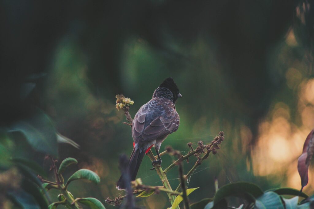 Serene Bird on Branches: Elegant Feathers & Rich Background Colors Wallpaper