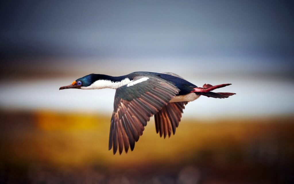 Elegant Bird in Flight Wallpaper - Serene Blurred Background