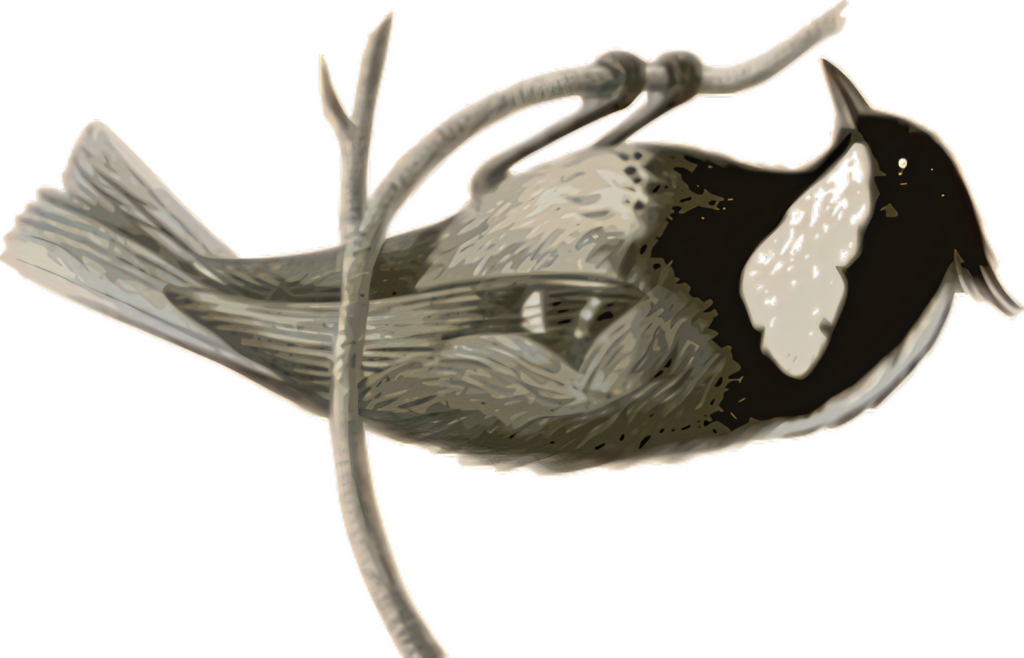 Elegant Bird Wallpaper: Stylized Artwork on Delicate Branch