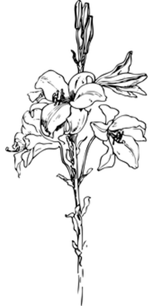Black Background Image for Minimalist Design and Creative Projects Wallpaper