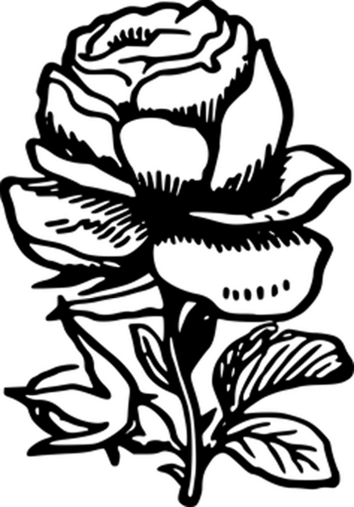 Elegant Flower Outline on Black Background - Minimalist Wallpaper
