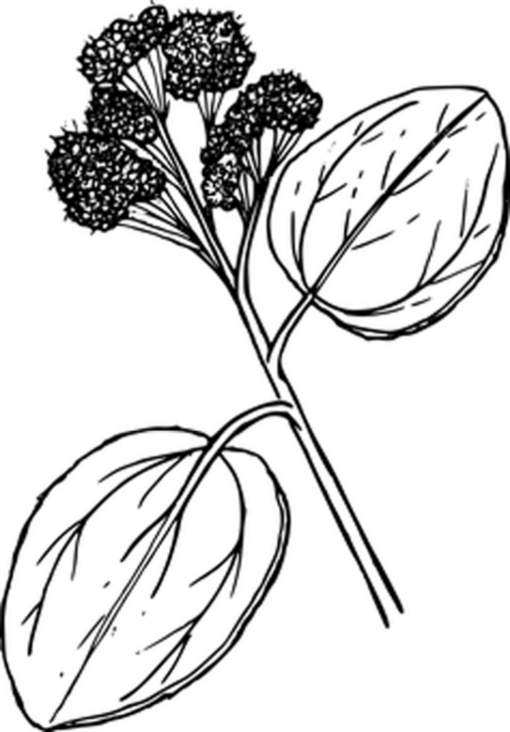 Elegant Flower Silhouette on Black Background: Minimalist Design Wallpaper