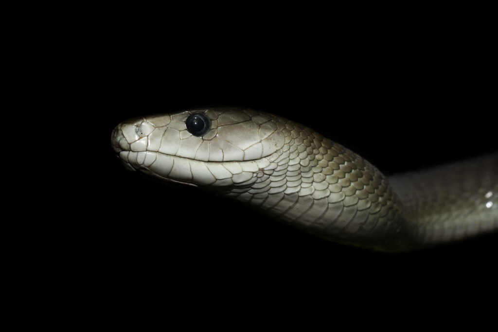 Striking Black Mamba Wallpaper: Elegant Snake on Bold Black Background