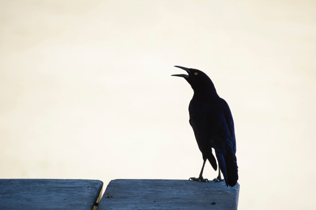 Mystical Black Raven Wallpaper: Elegant Silhouette on Neutral Background