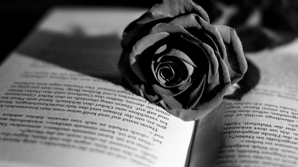 Elegant Black Rose on Open Book: Dramatic & Contemplative Background Wallpaper