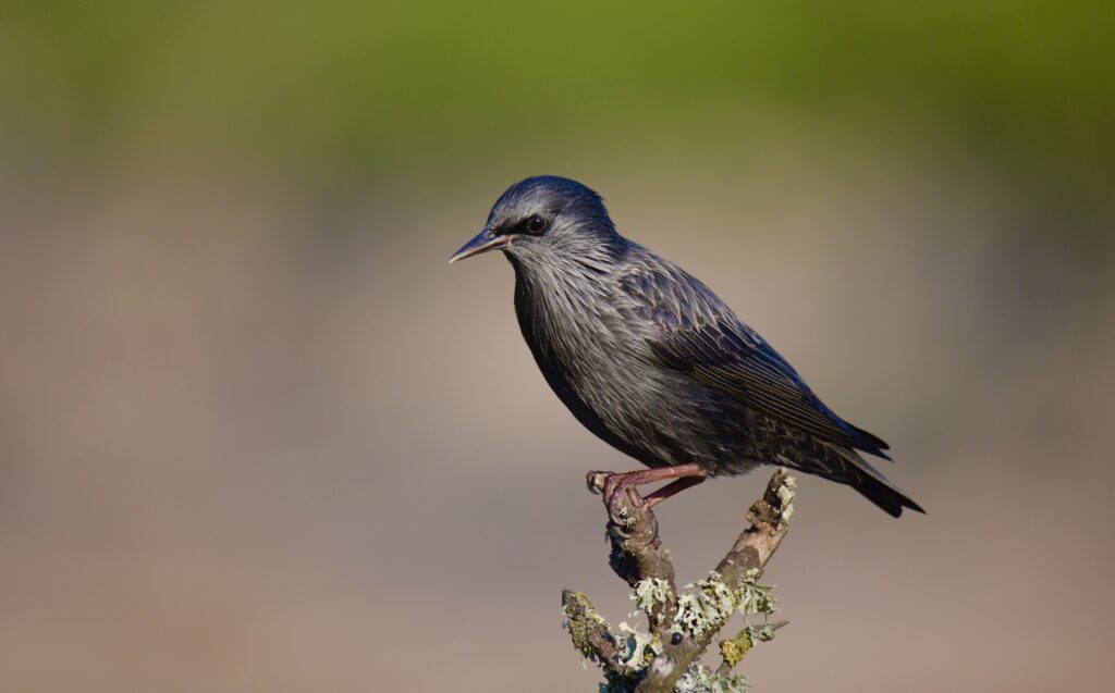 Elegant Black Starling Wallpaper - High-Resolution Nature Background