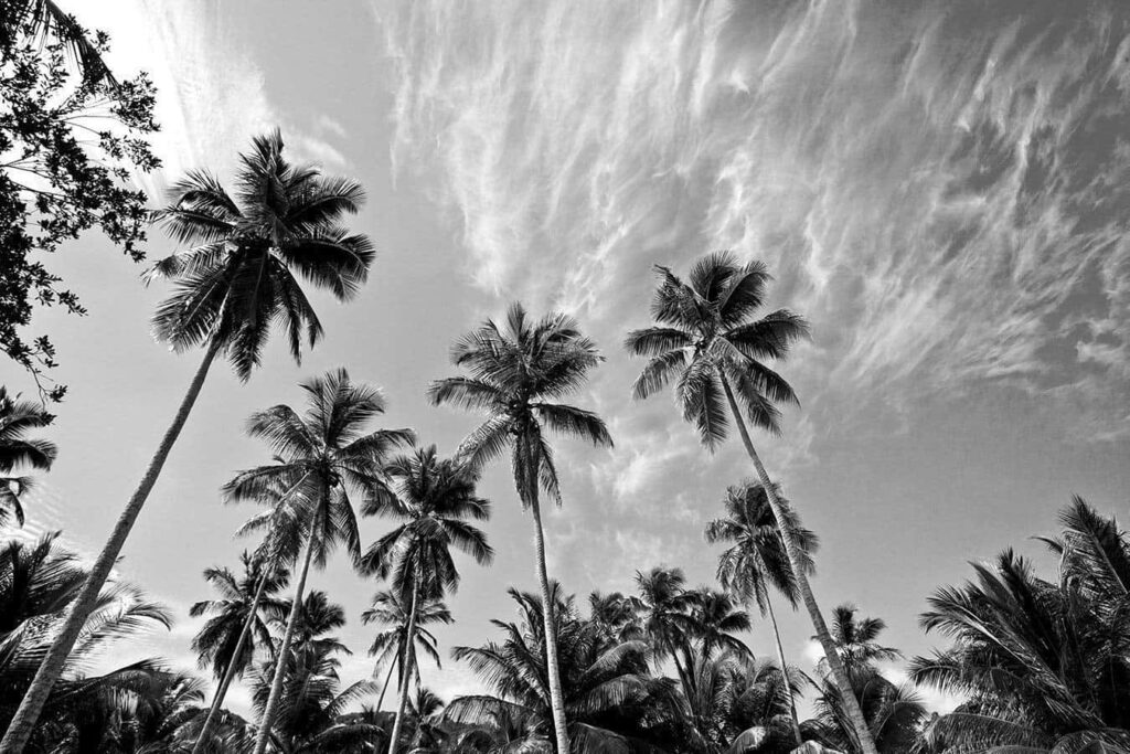 Elegant Black and White Palm Tree Wallpaper with Cloudy Skies Background