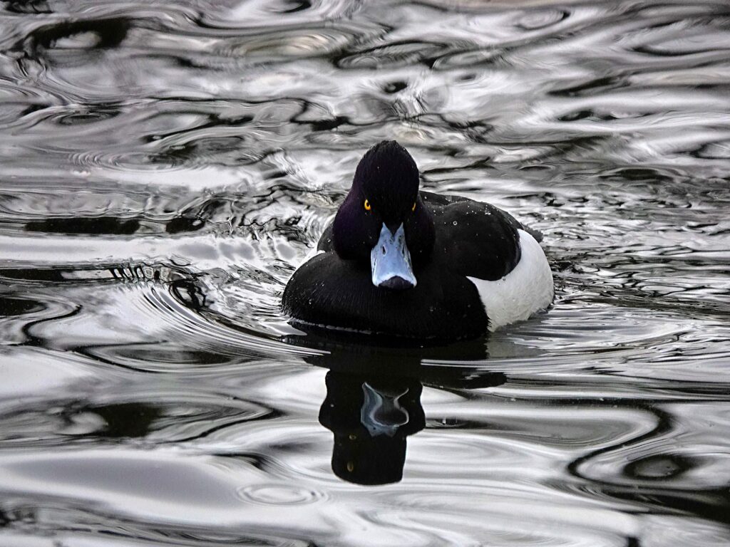 Elegant Aythya Duck on Water - Black and White Wallpaper Design