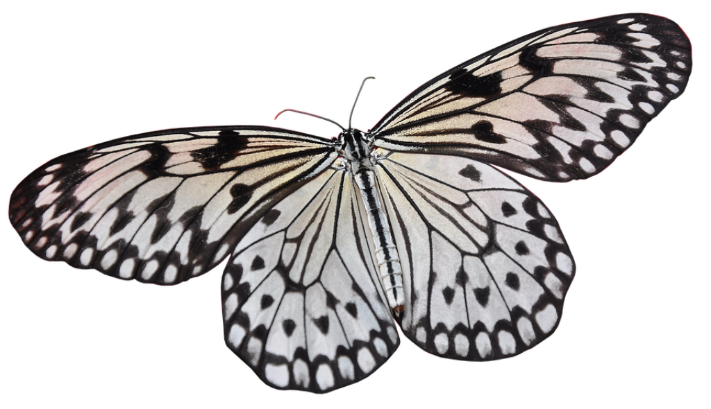 Elegant Black-and-White Butterfly Wallpaper Background Design
