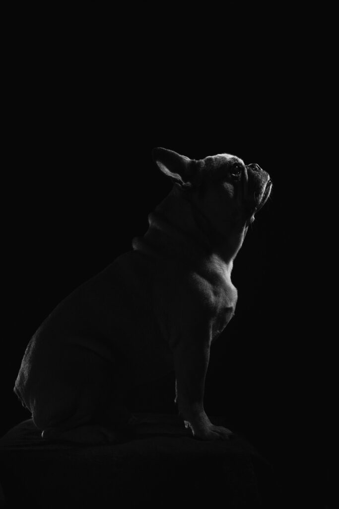 Elegant Black and White Dog Profile Wallpaper: Striking Contours