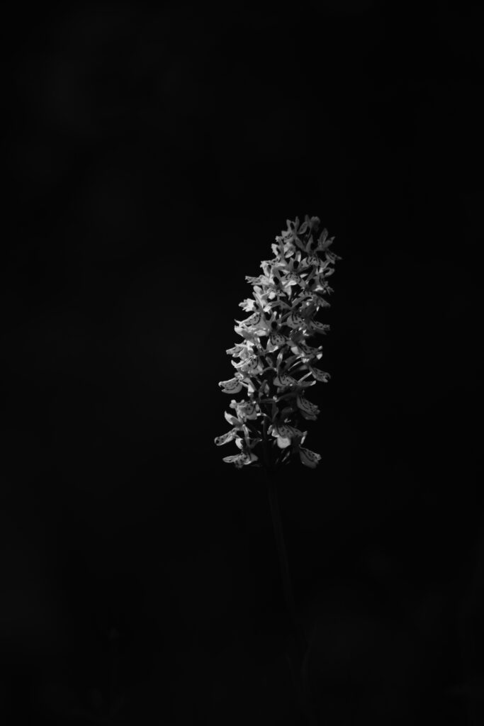Elegant Black and White Flower Inflorescence Wallpaper Background