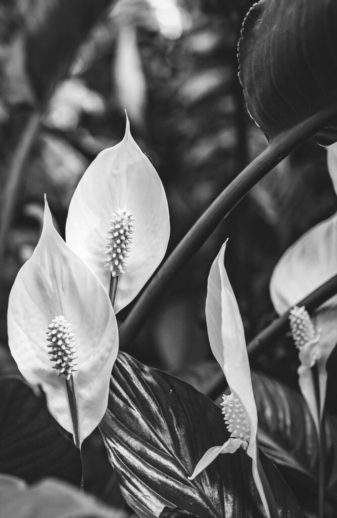 Elegant Black and White Flower Wallpaper with Textured Close-Up