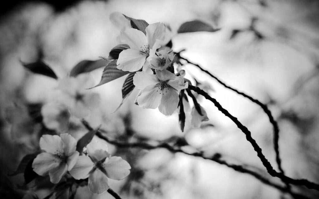 Black-and-White Floral Wallpaper Background: Spring's Delicate Blooms