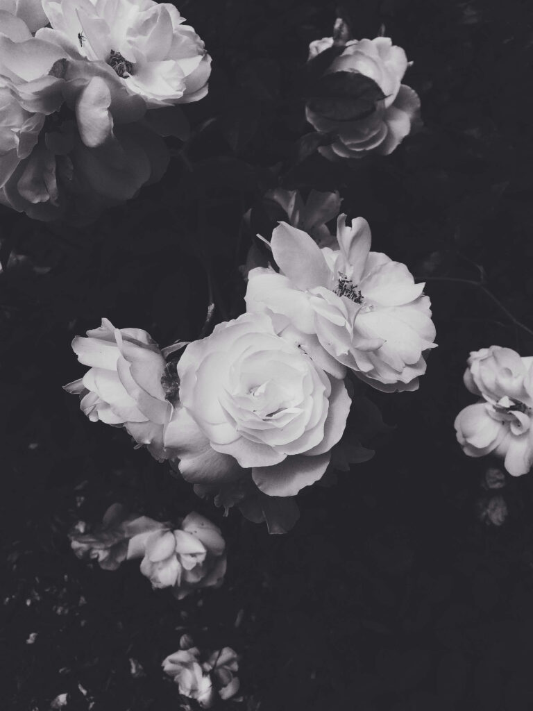 Elegant Black and White Rose Wallpaper with Striking Contrast