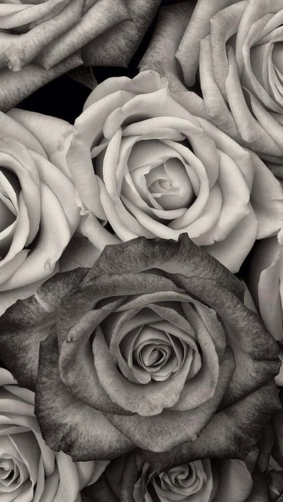 Elegant Black and White Rose Wallpaper for iPhone Background