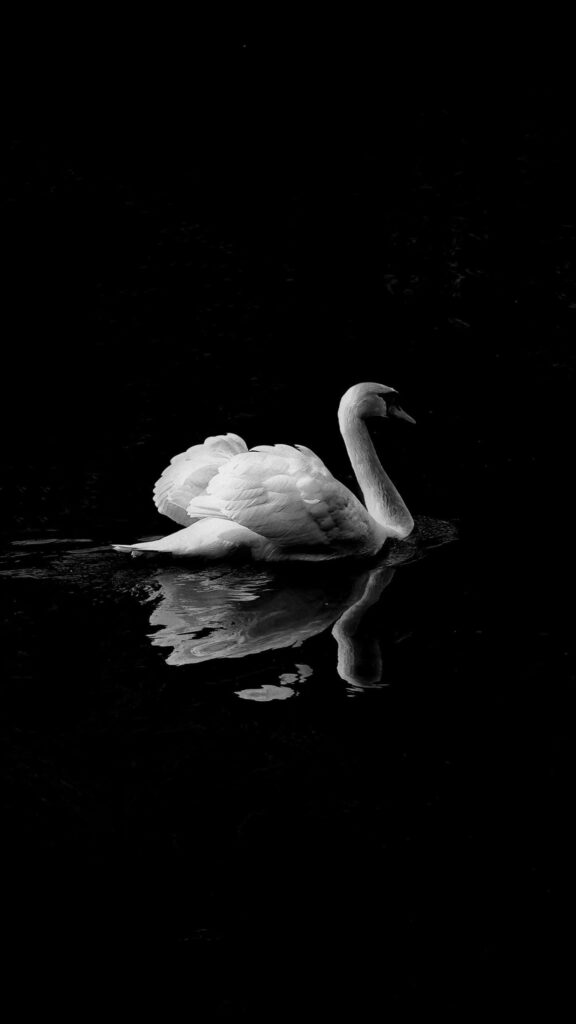 Elegant Black and White Swan Wallpaper - Serene Water Reflection