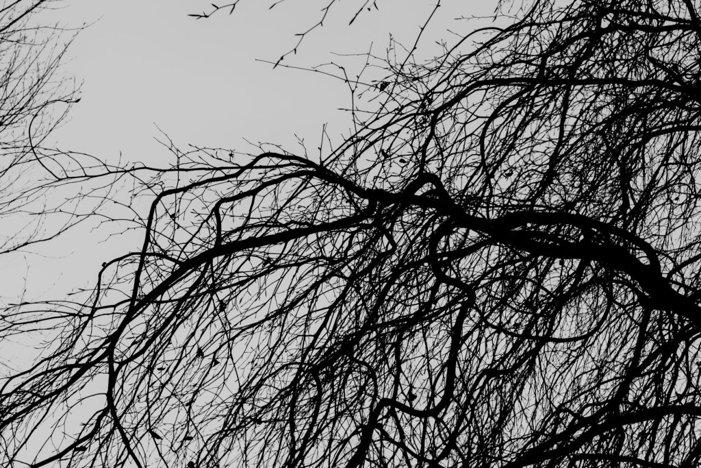 Intricate Black and White Tree Branch Wallpaper - Nature Background