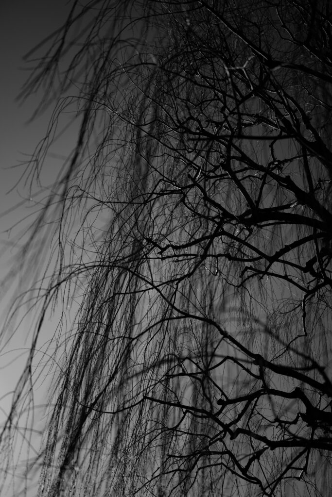 Intricate Black and White Tree Branch Wallpaper with Textured Background