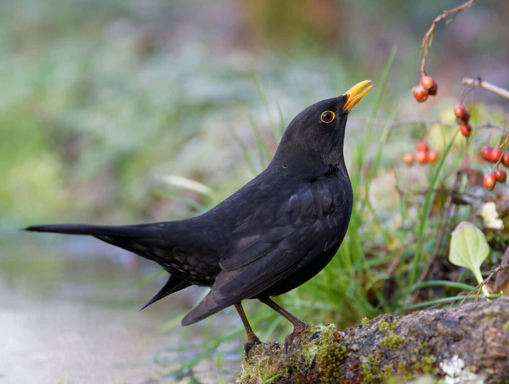 Blackbird Perched Near Ripe Red Berries: Serene Nature Wallpaper