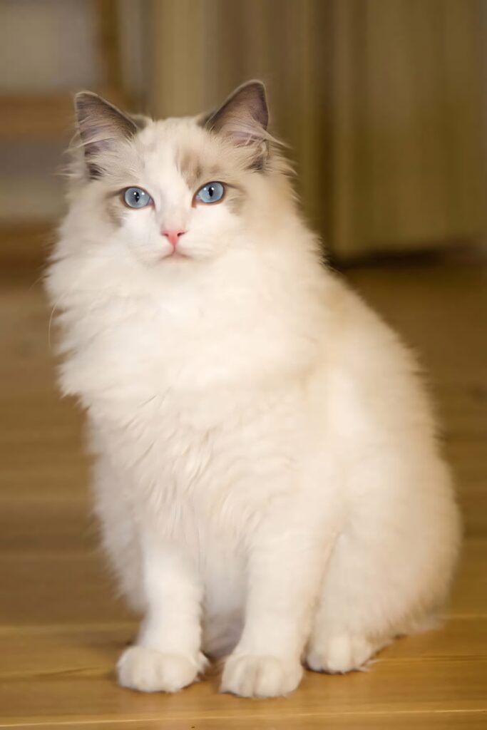 Charming Blue-Eyed Ragdoll Cat Wallpaper - Elegant Indoor Background