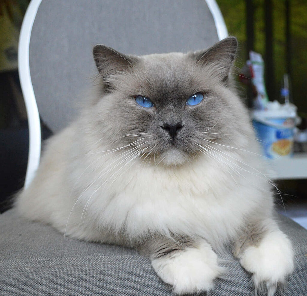 Elegant Blue-Eyed Ragdoll Cat Wallpaper – Serene Cream & Grey Fur