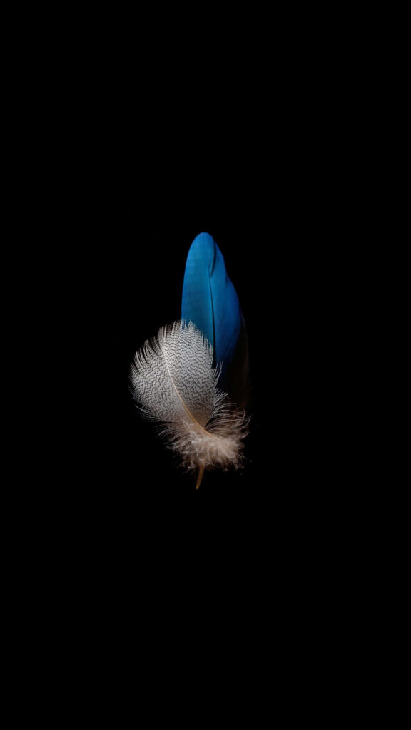 Elegant Blue Feather Wallpaper on Black Background - Simple Beauty