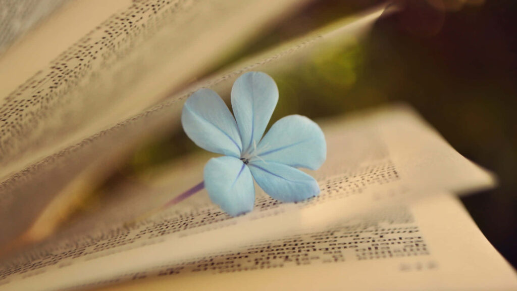 Delicate Blue Flower on Open Book: Serene Elegant Scene Wallpaper