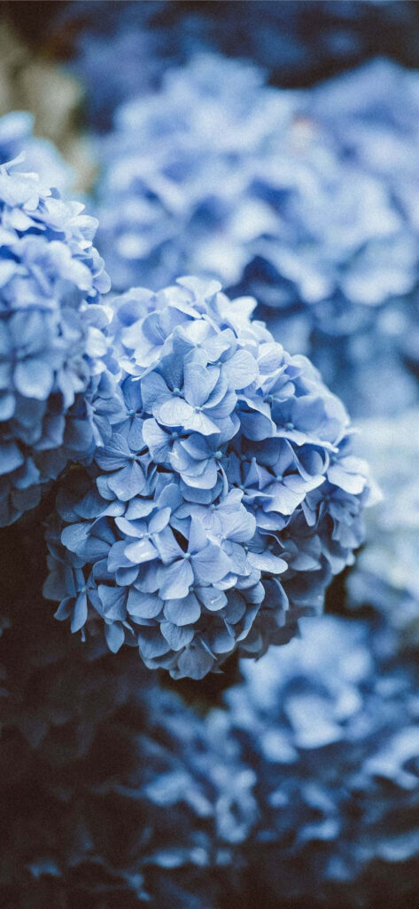 Elegant Blue Hydrangea Floral Background - Soothing Wallpaper