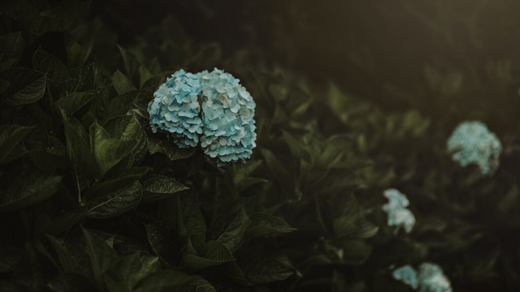 Serene Blue Hydrangea Wallpaper with Lush Green Background