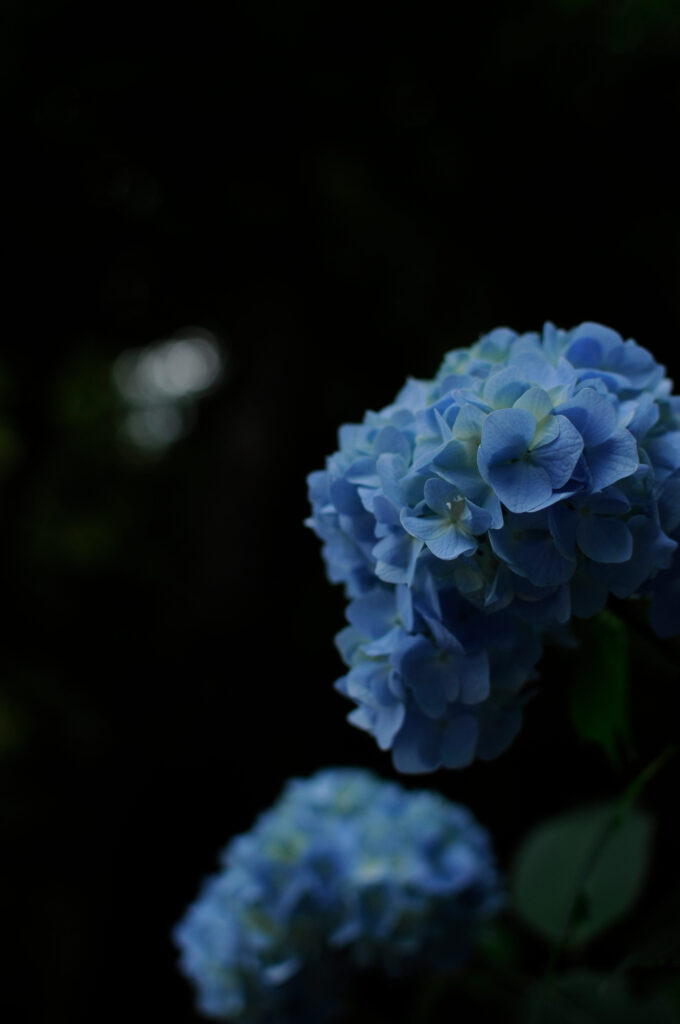 Elegant Blue Hydrangeas Wallpaper: Vibrant Blooms on Dark Background
