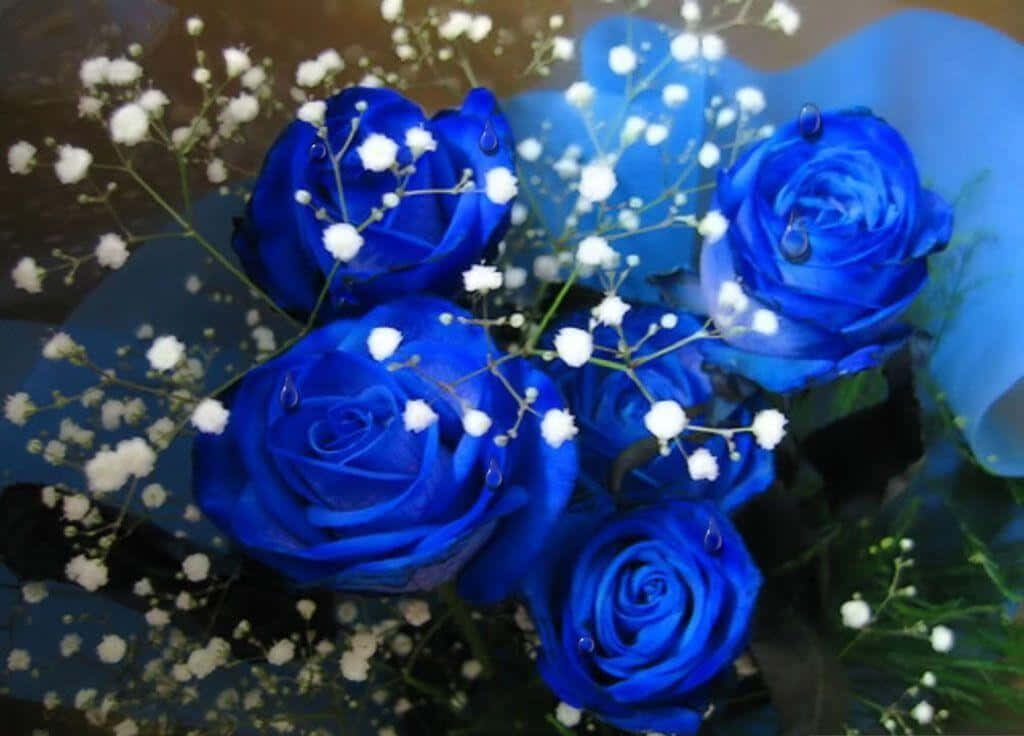 Elegant Blue Rose Wallpaper with White Baby's Breath Background