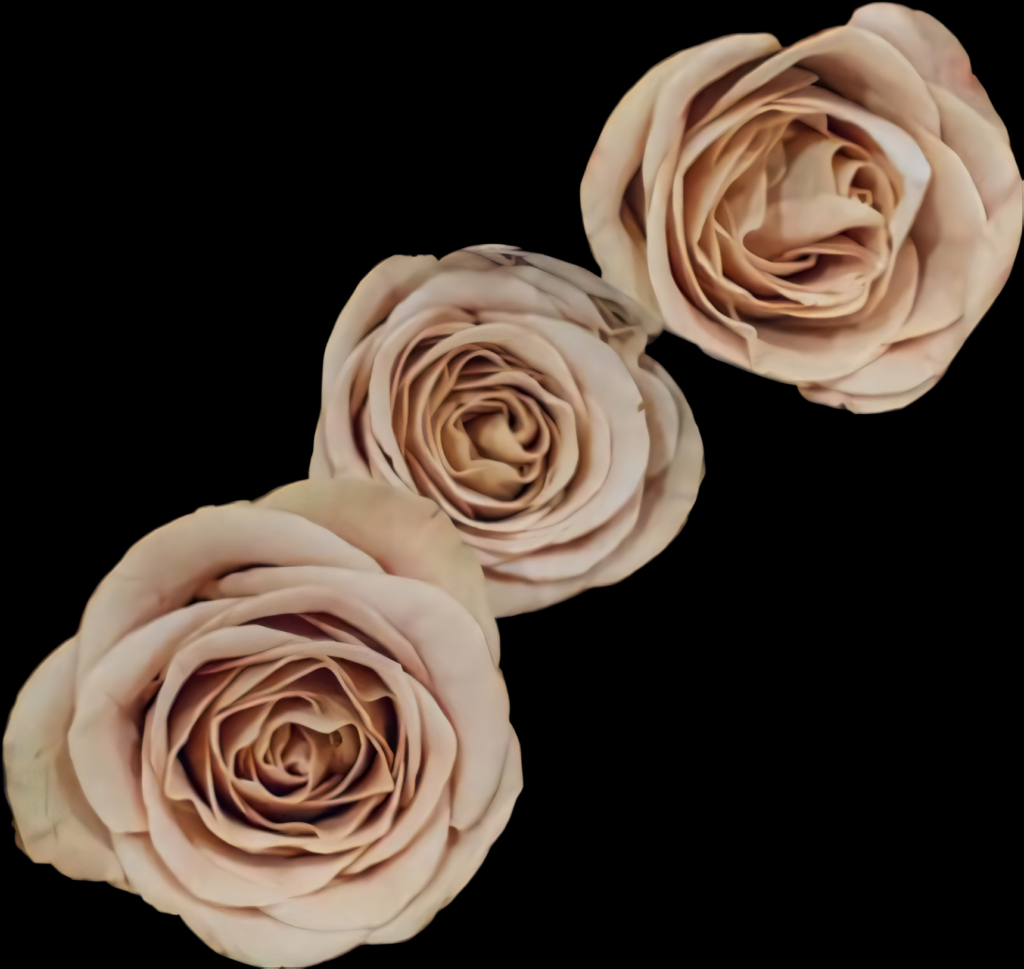 Elegant Blush Roses Wallpaper on Plain Background - Refined Aesthetic