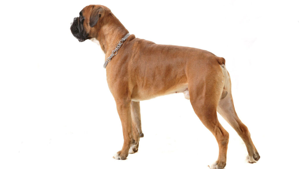 Elegant Boxer Dog Wallpaper on Minimalist White Background