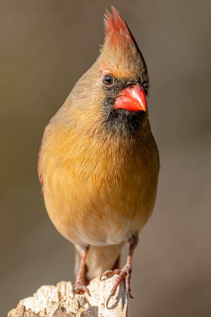 Graceful Brown Female Cardinal: Earth-Toned Feathers & Orange Beak Wallpaper