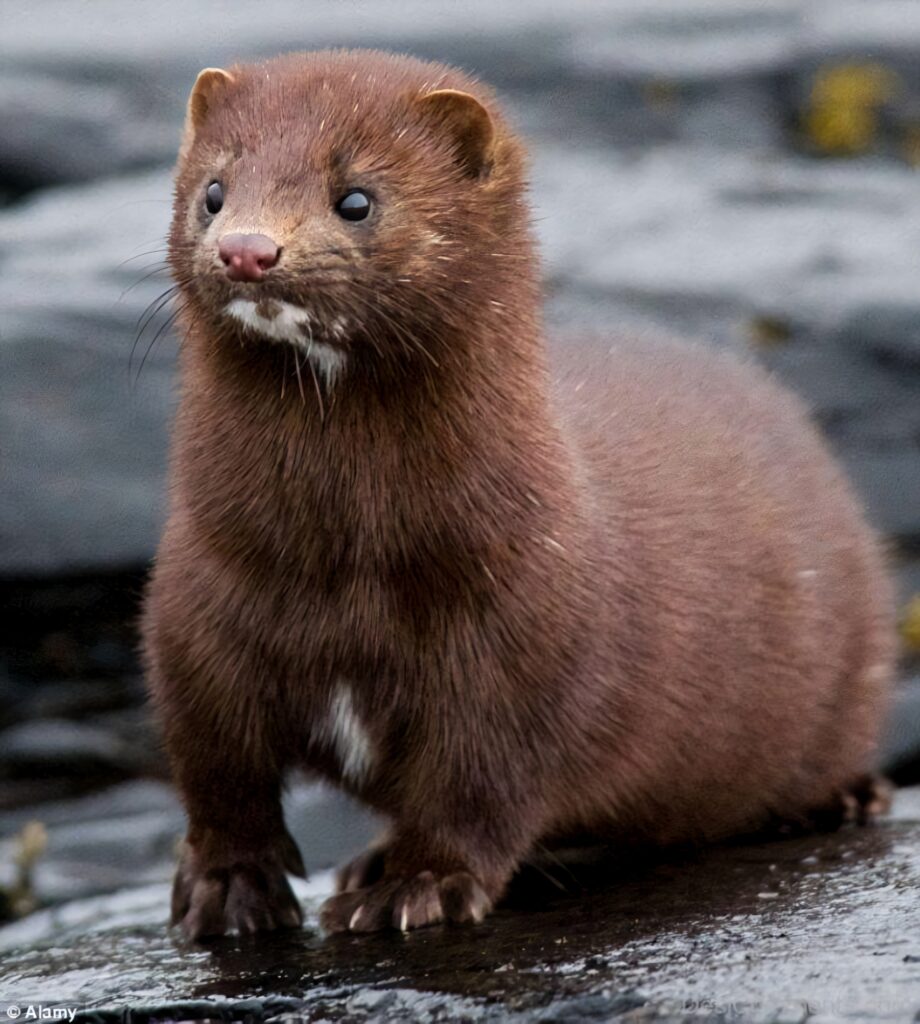 Elegant Brown Mink by Riverside - Scenic Wildlife Wallpaper