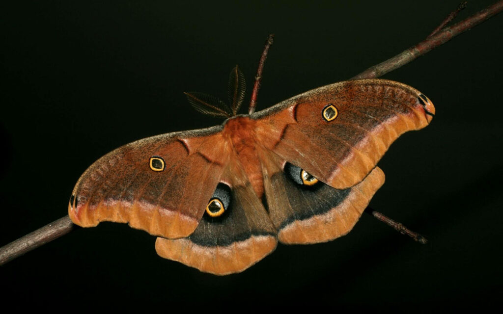 Elegant Brown Moth Close-Up on Branch - Intricate Patterns Wallpaper