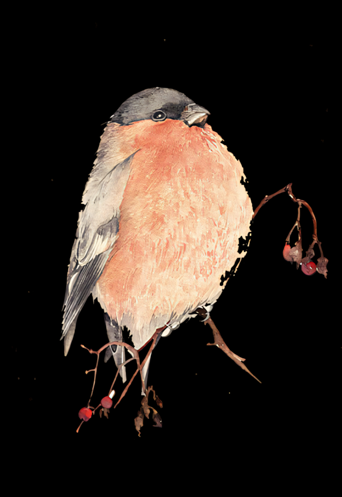 Elegant Bullfinch Illustration on Dark Background - Nature's Beauty Wallpaper