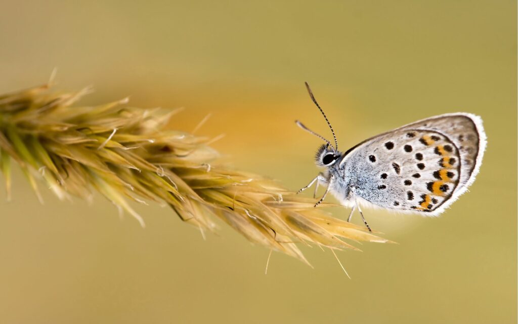 Delicate Butterfly Wallpaper: Intricate Patterns on Soft Background