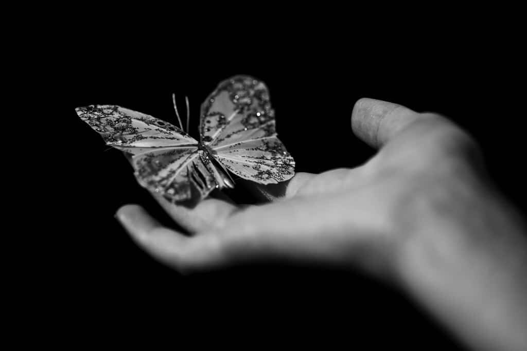 Elegant Butterfly on Hand: Serene Minimalist Wallpaper Background