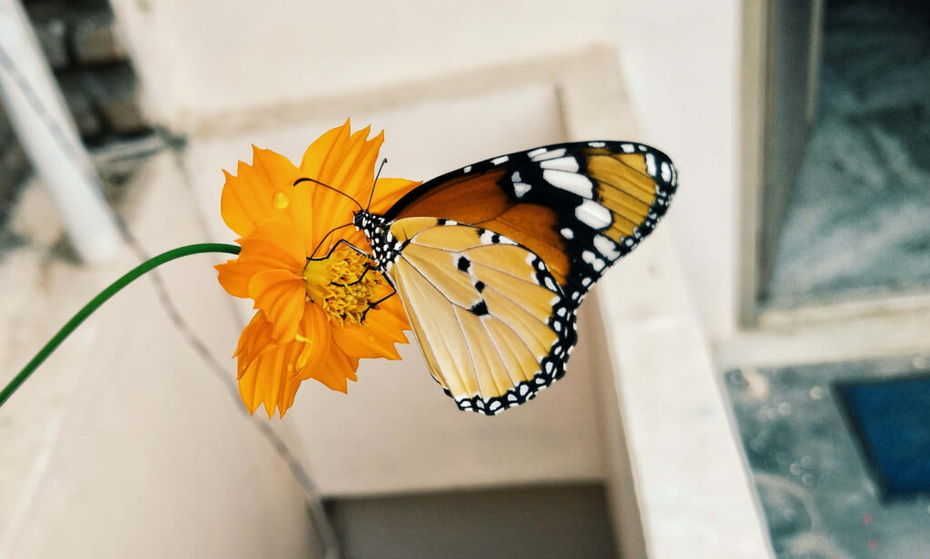 Elegant Butterfly on Vibrant Orange Flower - Nature Wallpaper